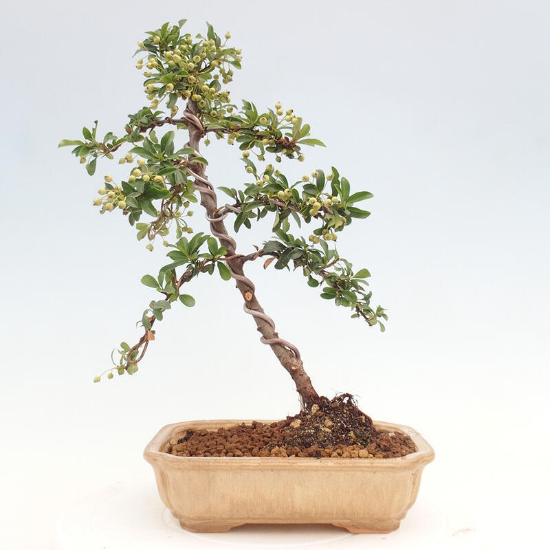 Vonkajší bonsai - Pyracantha tetón - Hlohyňa šarlátová