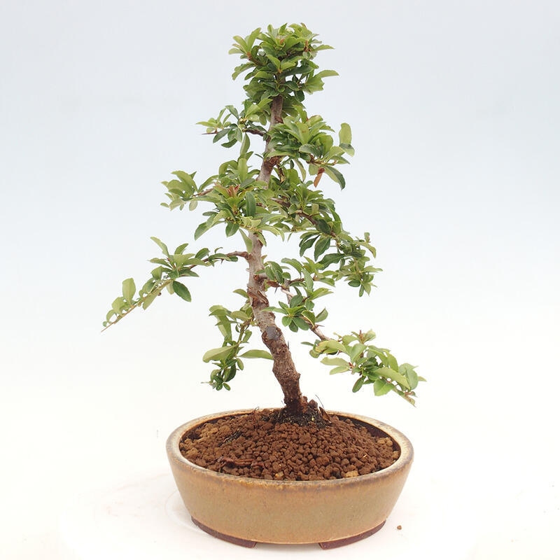 Vonkajší bonsai - Pyracantha tetón - Hlohyňa šarlátová