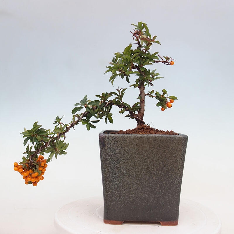 Vonkajší bonsai - Pyracantha tetón - Hlohyňa šarlátová