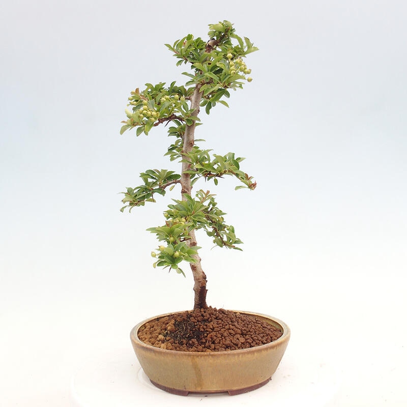 Vonkajší bonsai - Pyracantha tetón - Hlohyňa šarlátová