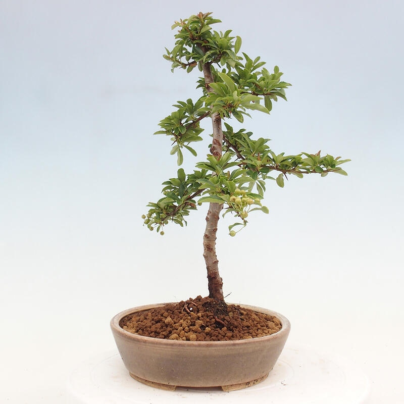 Vonkajší bonsai - Pyracantha tetón - Hlohyňa šarlátová