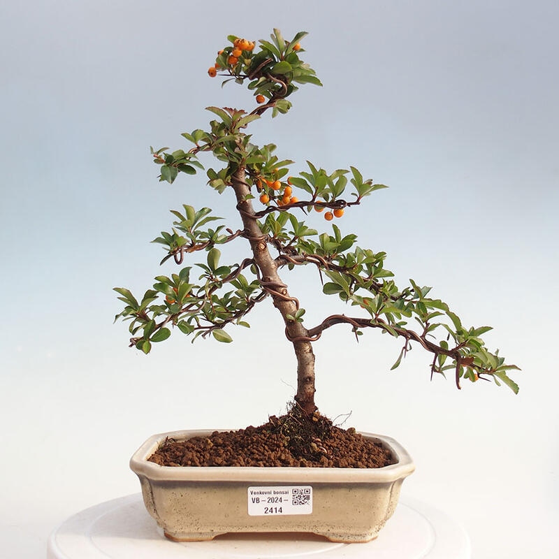 Vonkajší bonsai - Pyracantha tetón - Hlohyňa šarlátová