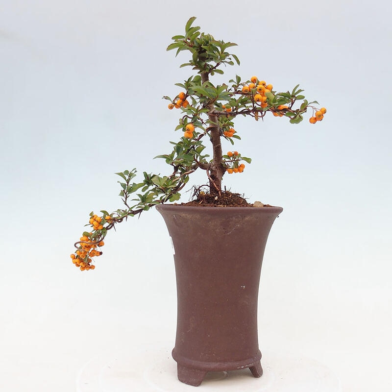 Vonkajší bonsai - Pyracantha tetón - Hlohyňa šarlátová