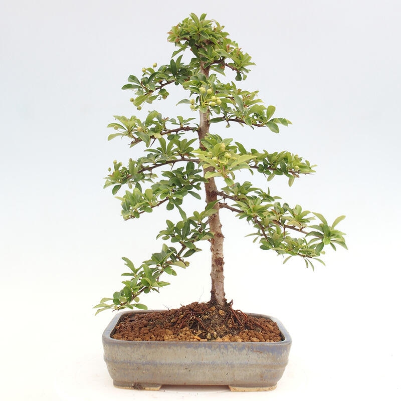 Vonkajší bonsai - Pyracantha tetón - Hlohyňa šarlátová