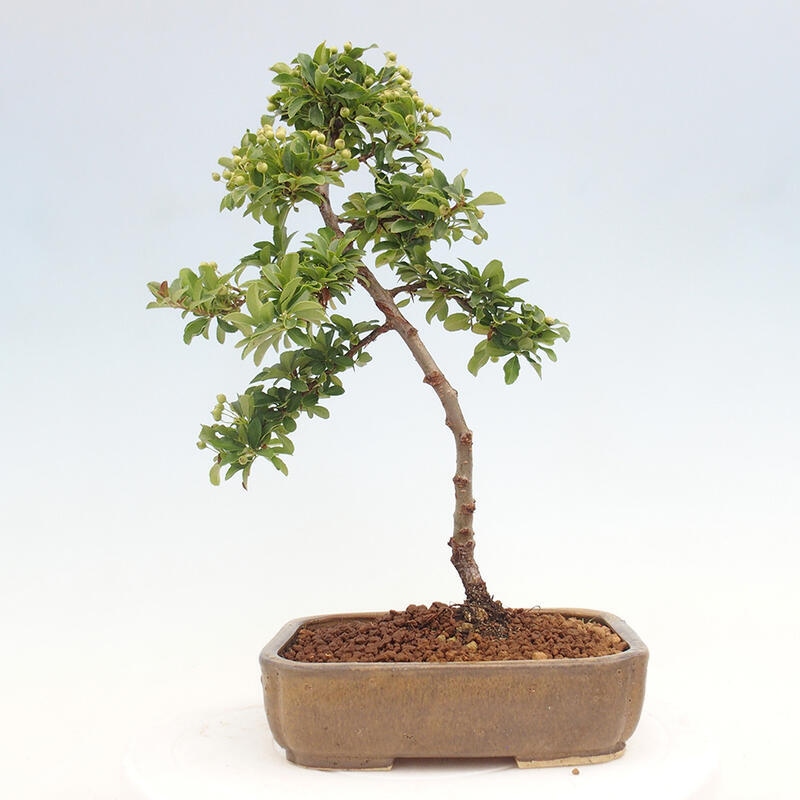 Vonkajší bonsai - Pyracantha tetón - Hlohyňa šarlátová