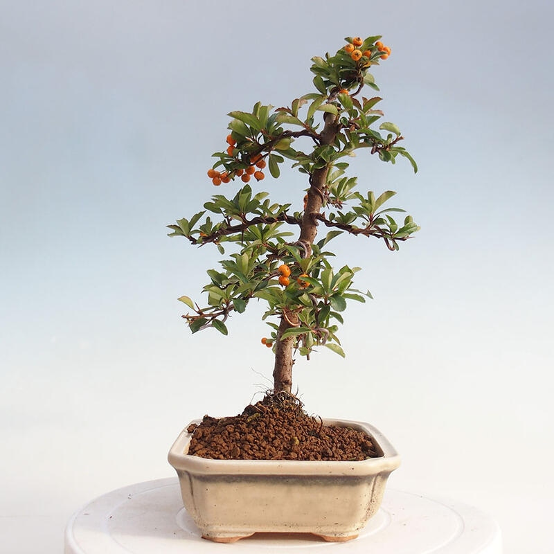 Vonkajší bonsai - Pyracantha tetón - Hlohyňa šarlátová