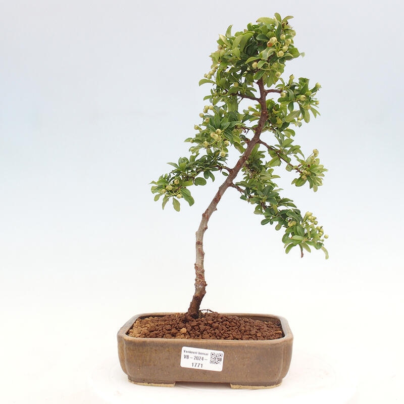 Vonkajší bonsai - Pyracantha tetón - Hlohyňa šarlátová