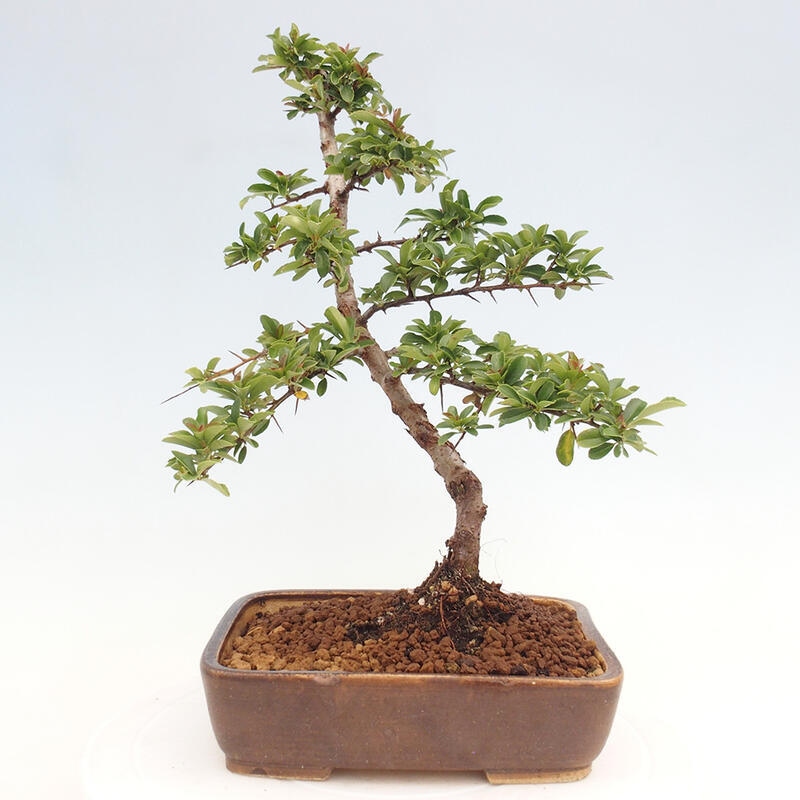 Vonkajší bonsai - Pyracantha tetón - Hlohyňa šarlátová