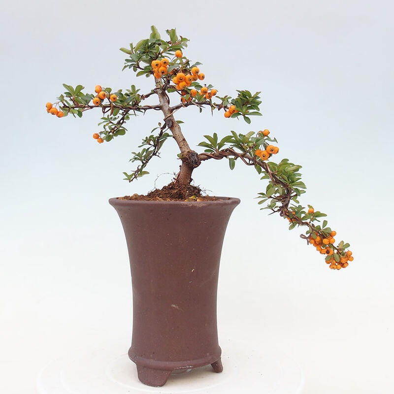 Vonkajší bonsai - Pyracantha tetón - Hlohyňa šarlátová