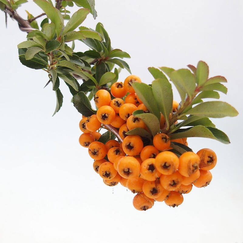 Vonkajší bonsai - Pyracantha tetón - Hlohyňa šarlátová