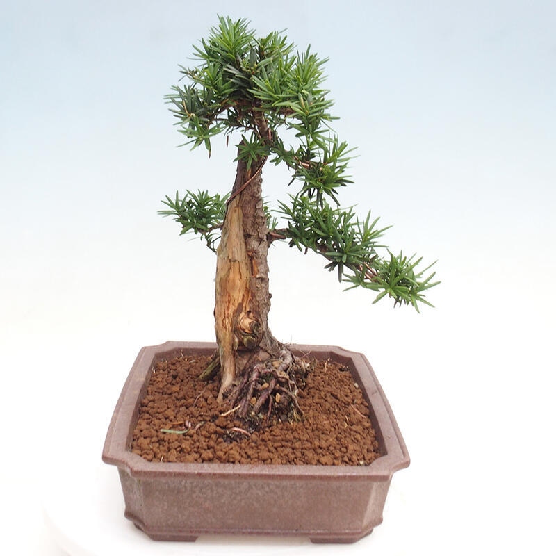 Vonkajší bonsai - Taxus cuspidata - Tis japonský