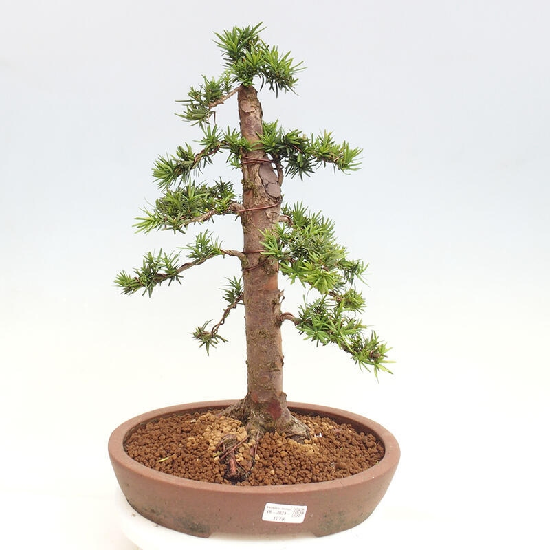 Vonkajší bonsai - Taxus cuspidata - Tis japonský