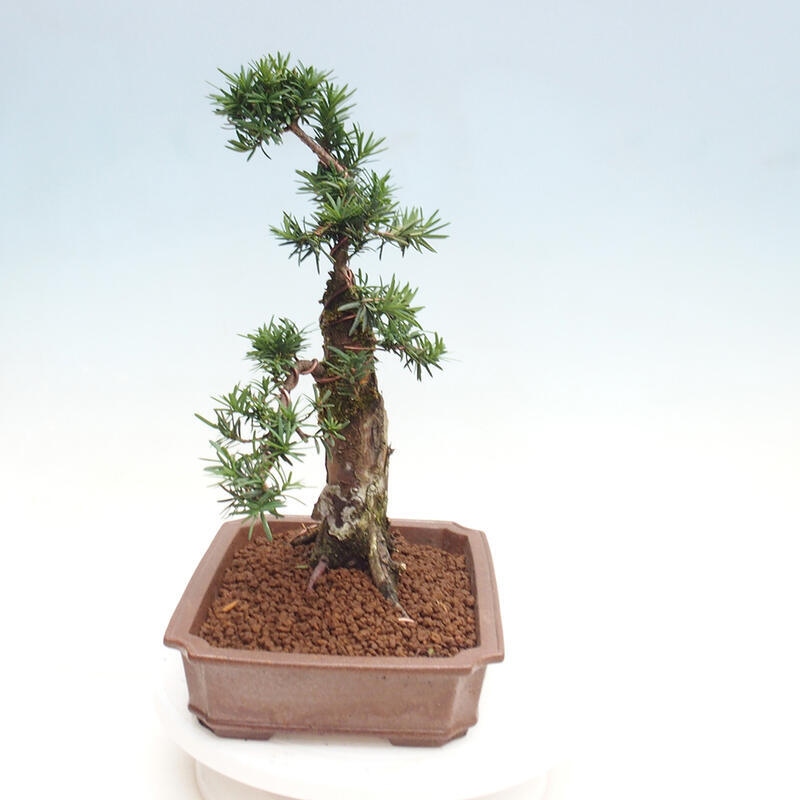 Vonkajší bonsai - Taxus cuspidata - Tis japonský