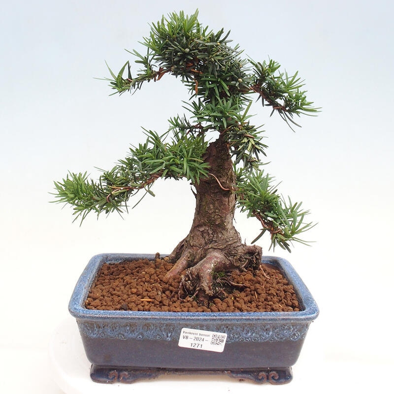 Vonkajší bonsai - Taxus cuspidata - Tis japonský