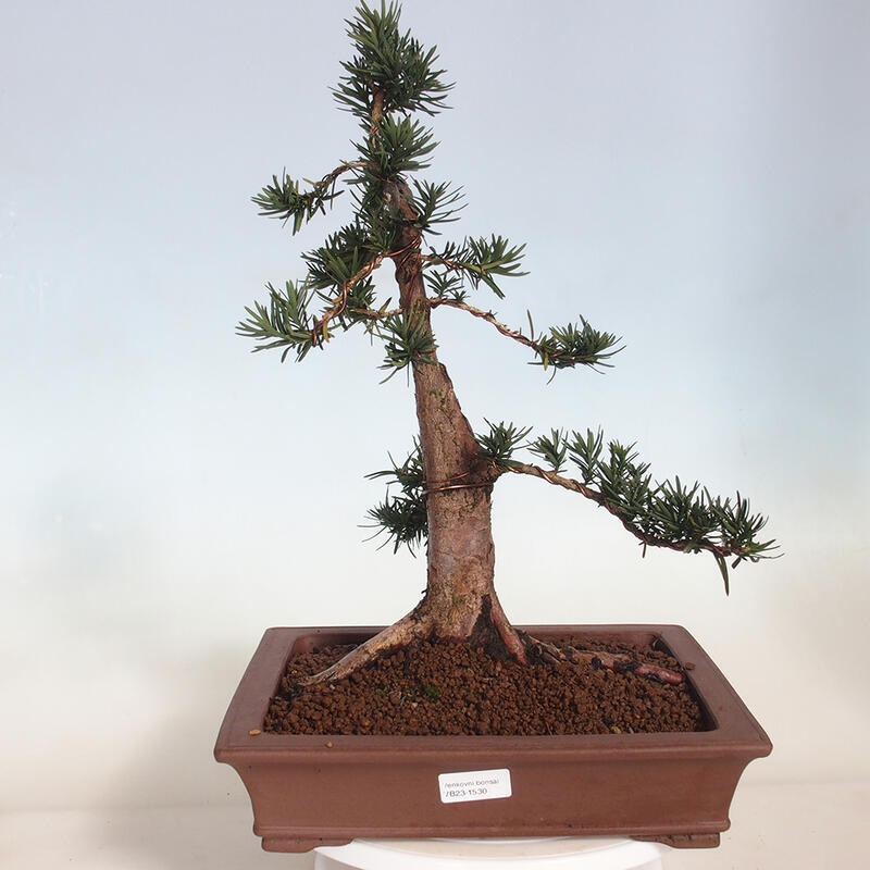 Vonkajší bonsai - Taxus cuspidata - Tis japonský