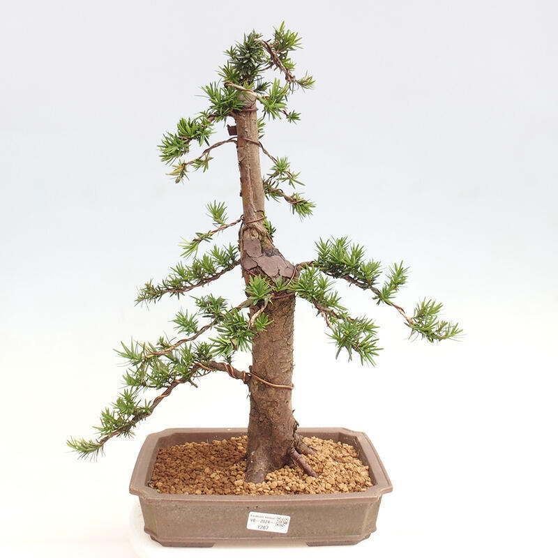 Vonkajší bonsai - Taxus cuspidata - Tis japonský