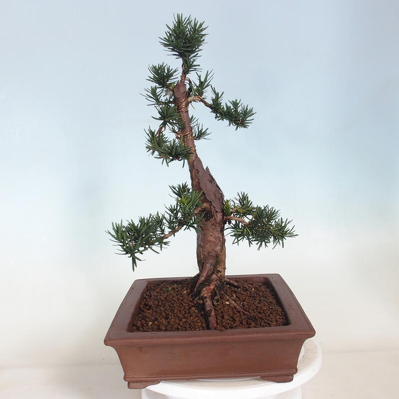 Vonkajší bonsai - Taxus cuspidata - Tis japonský