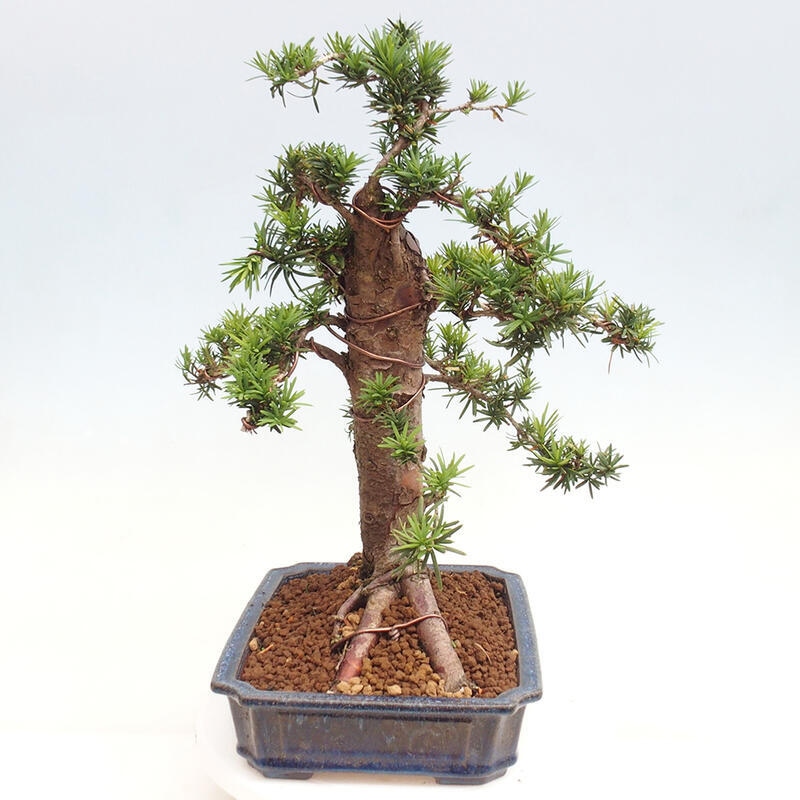 Vonkajší bonsai - Taxus cuspidata - Tis japonský