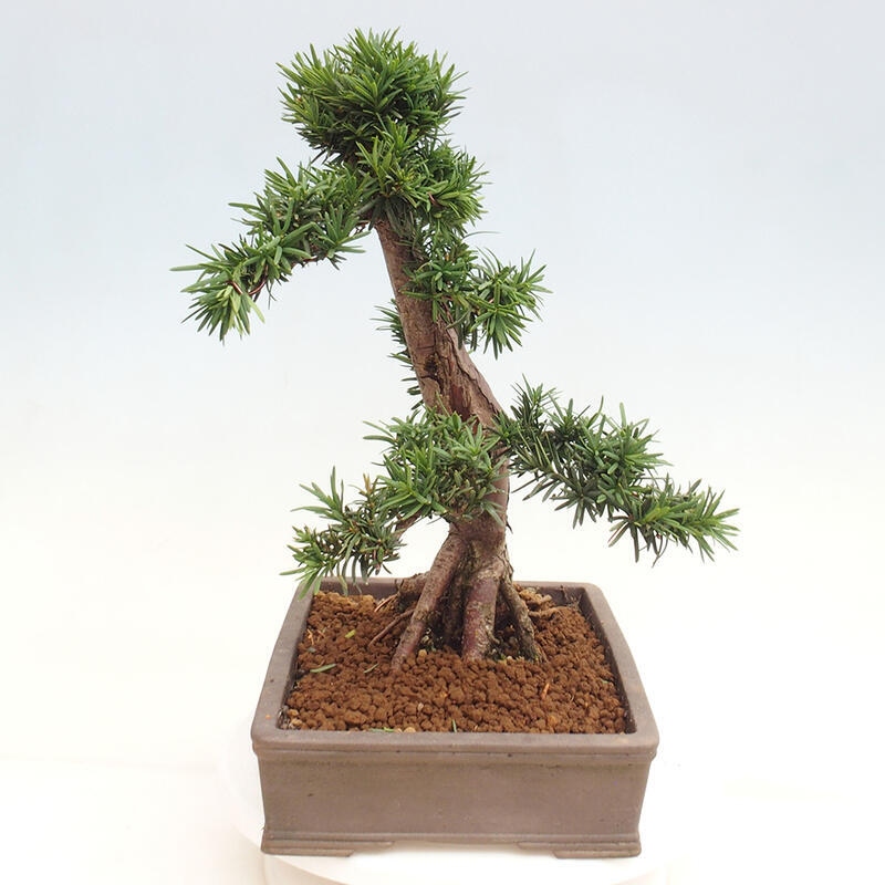 Vonkajší bonsai - Taxus cuspidata - Tis japonský