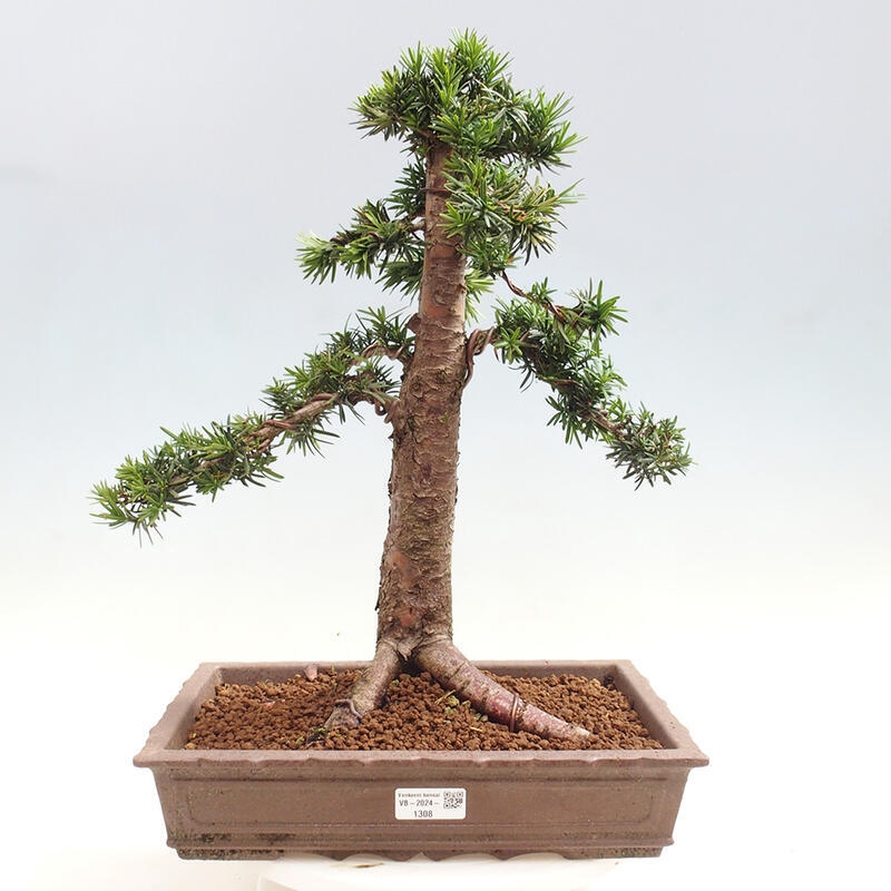 Vonkajší bonsai - Taxus cuspidata - Tis japonský