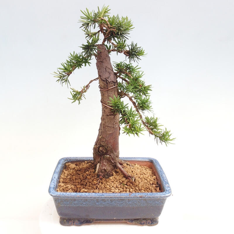 Vonkajší bonsai - Taxus cuspidata - Tis japonský