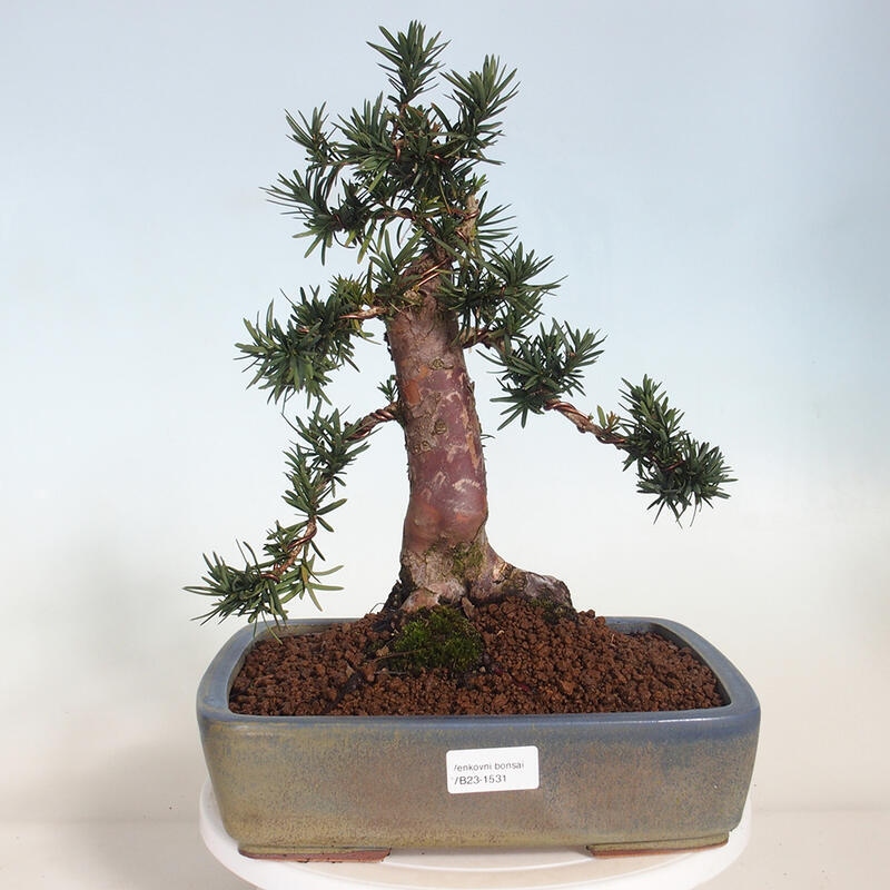 Vonkajší bonsai - Taxus cuspidata - Tis japonský