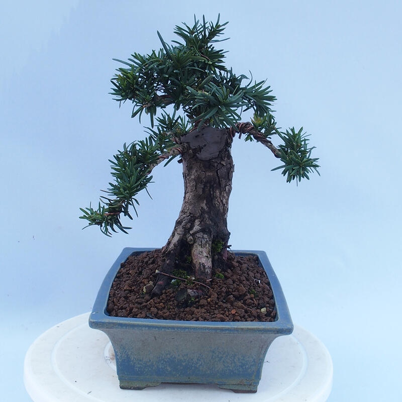 Vonkajší bonsai - Taxus cuspidata - Tis japonský