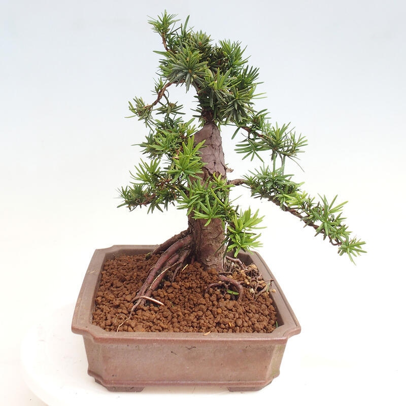 Vonkajší bonsai - Taxus cuspidata - Tis japonský