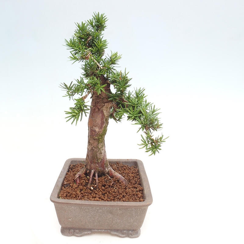 Vonkajší bonsai - Taxus cuspidata - Tis japonský