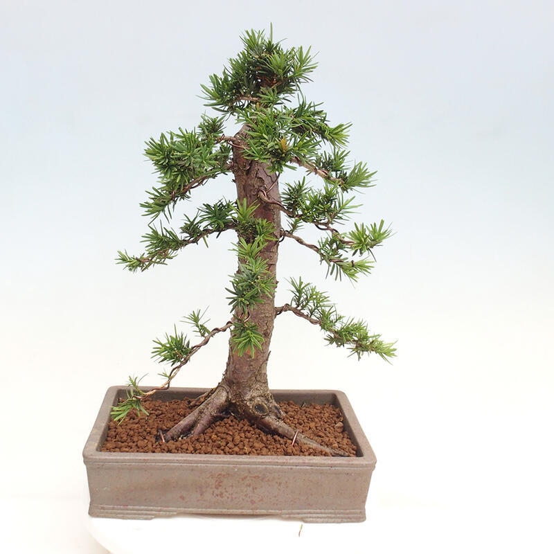 Vonkajší bonsai - Taxus cuspidata - Tis japonský