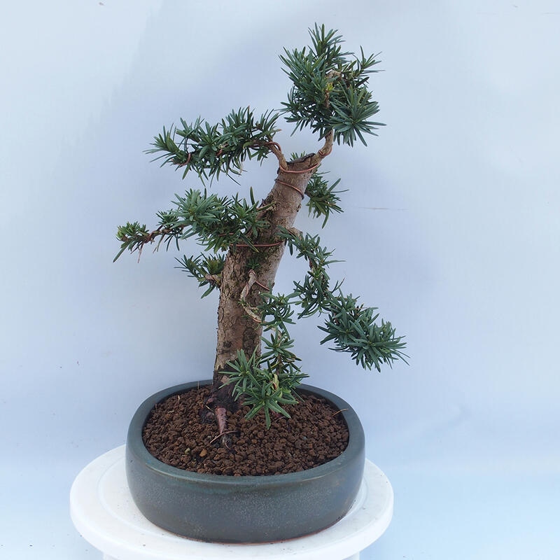 Vonkajší bonsai - Taxus cuspidata - Tis japonský