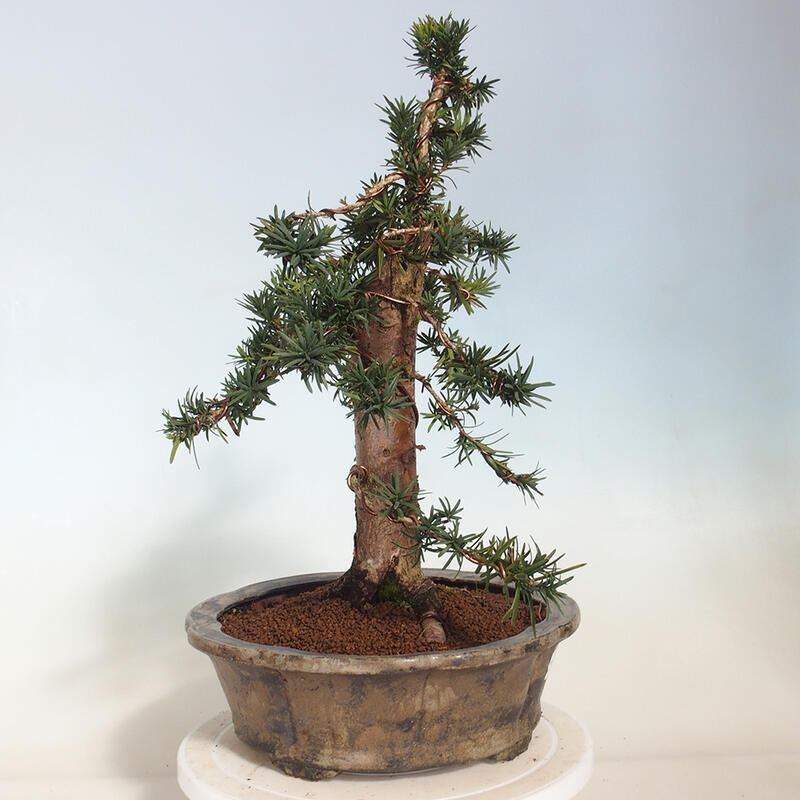 Vonkajší bonsai - Taxus cuspidata - Tis japonský