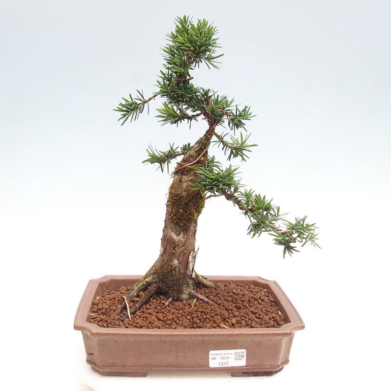 Vonkajší bonsai - Taxus cuspidata - Tis japonský