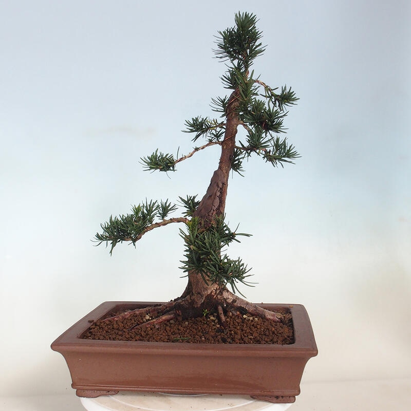 Vonkajší bonsai - Taxus cuspidata - Tis japonský