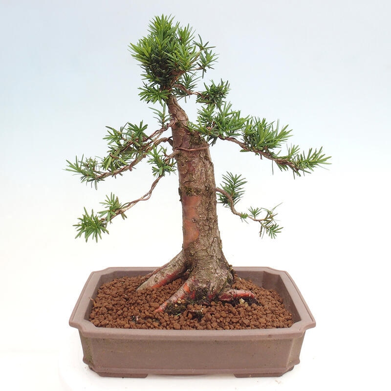 Vonkajší bonsai - Taxus cuspidata - Tis japonský