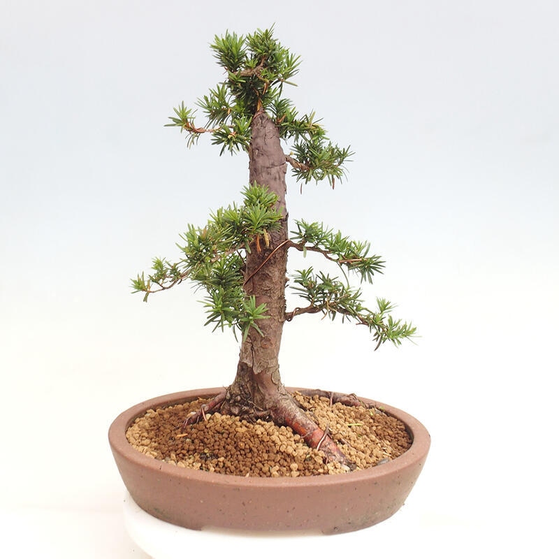 Vonkajší bonsai - Taxus cuspidata - Tis japonský