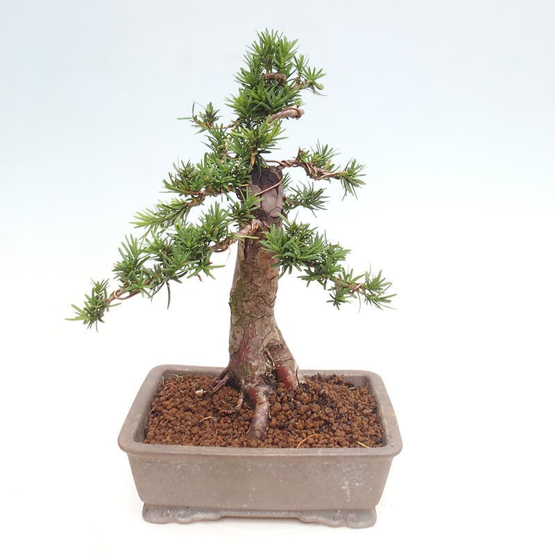 Vonkajší bonsai - Taxus cuspidata - Tis japonský