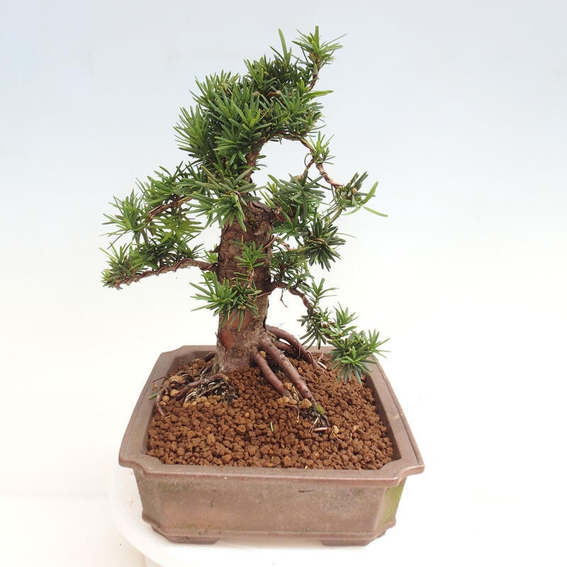 Vonkajší bonsai - Taxus cuspidata - Tis japonský