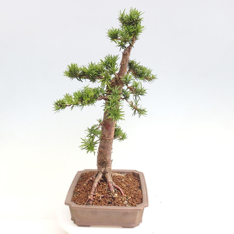 Vonkajší bonsai - Taxus cuspidata - Tis japonský