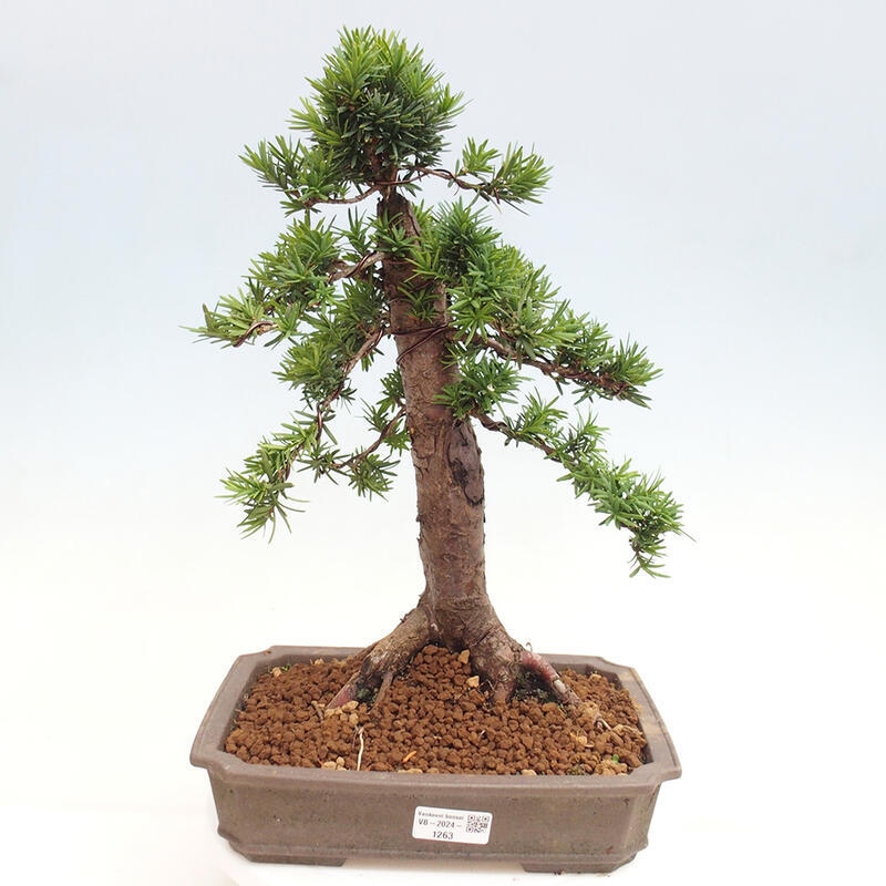 Vonkajší bonsai - Taxus cuspidata - Tis japonský