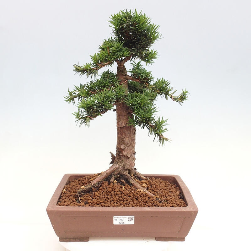 Vonkajší bonsai - Taxus cuspidata - Tis japonský