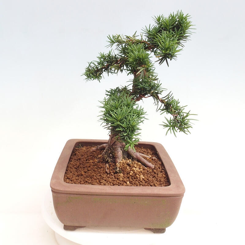 Vonkajší bonsai - Taxus cuspidata - Tis japonský