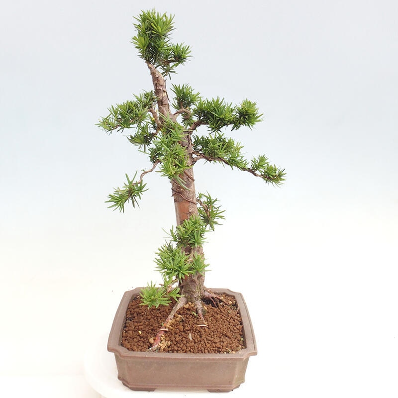 Vonkajší bonsai - Taxus cuspidata - Tis japonský