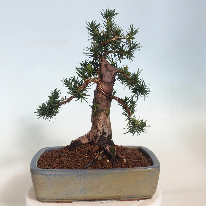 Vonkajší bonsai - Taxus cuspidata - Tis japonský