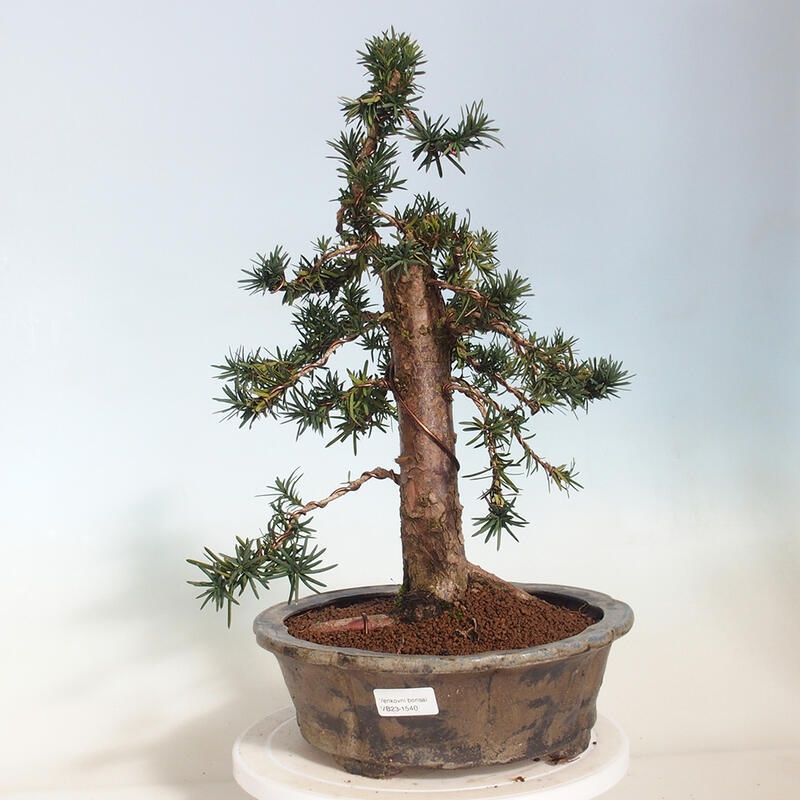 Vonkajší bonsai - Taxus cuspidata - Tis japonský