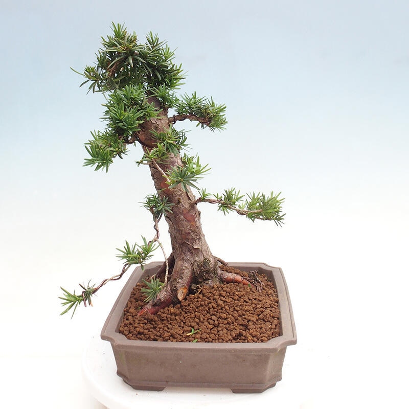 Vonkajší bonsai - Taxus cuspidata - Tis japonský