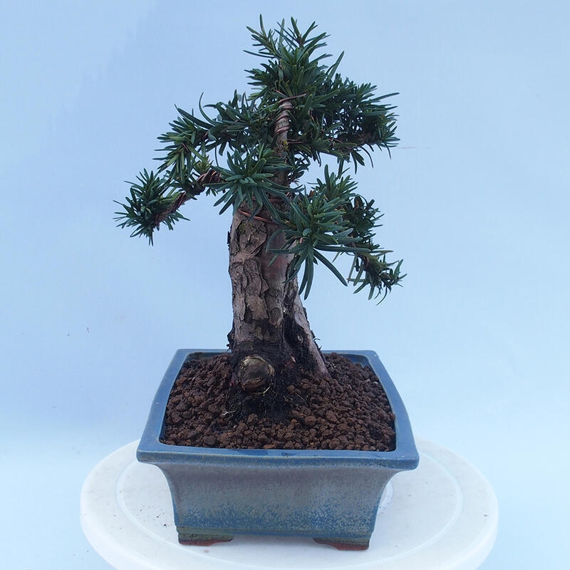 Vonkajší bonsai - Taxus cuspidata - Tis japonský