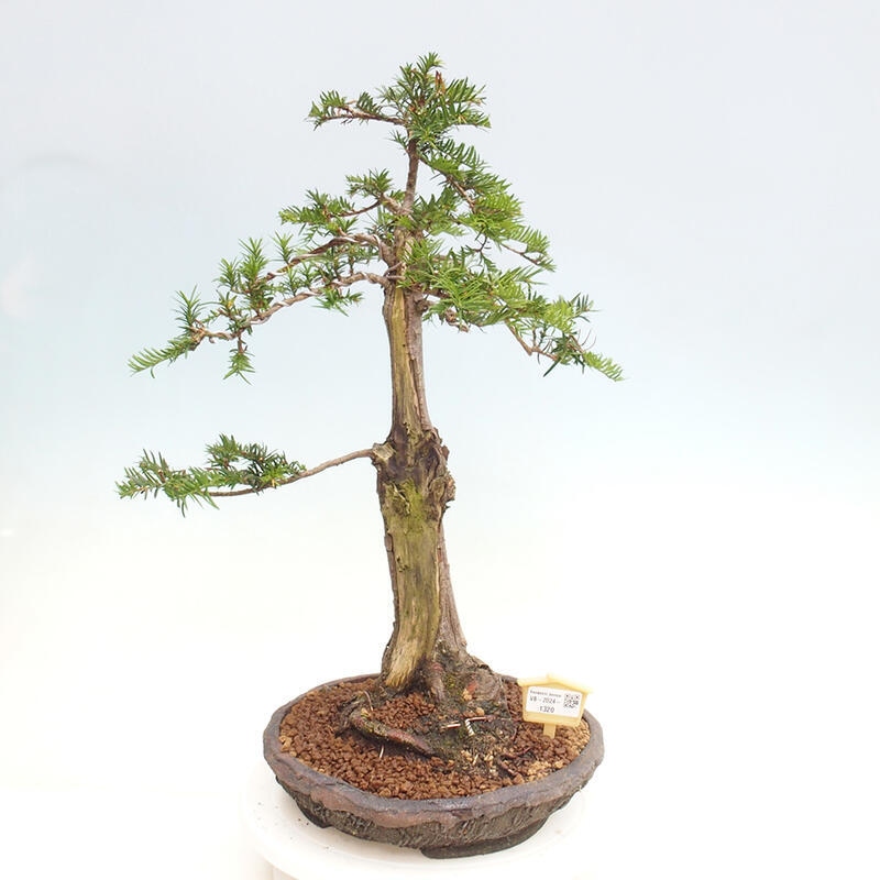 Vonkajší bonsai - Taxus cuspidata - Tis japonský