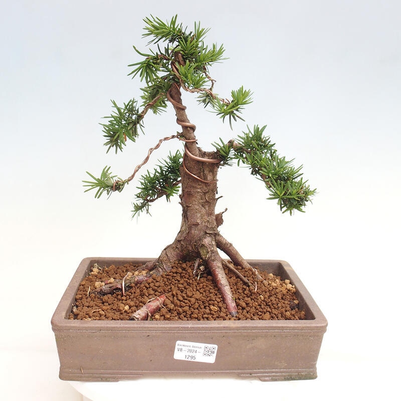 Vonkajší bonsai - Taxus cuspidata - Tis japonský