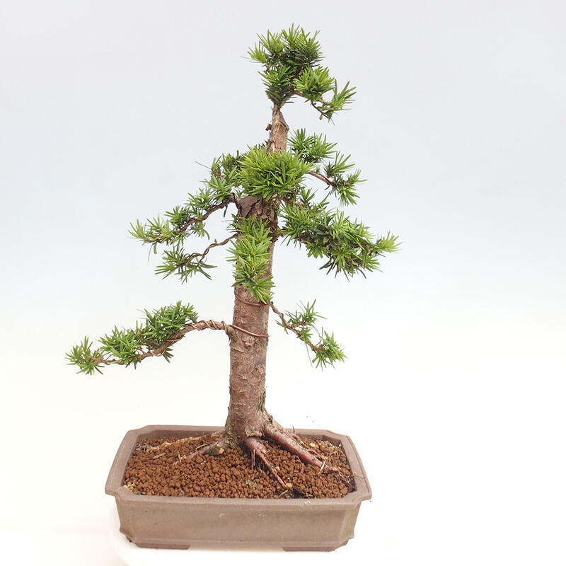 Vonkajší bonsai - Taxus cuspidata - Tis japonský